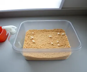 jak wyhodować pieczarki